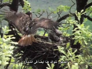 حياة الطيورالحلقة الثانية سيادة الطيران BBC