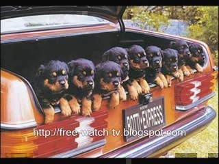 funny animals photos collection - Video Dailymotion