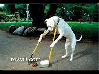 funny animals video forwarded funny emails rewali.com - Video Dailymotion