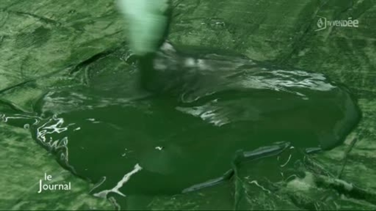 Algues : La spiruline bientôt dans nos assiettes (Vendée)