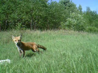 Un renard qui prend notre poule morte.