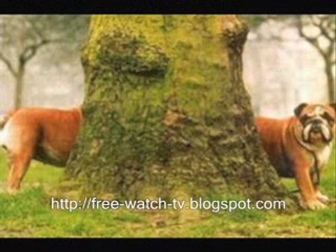 funny animals photos collection - with costume and not - Video Dailymotion