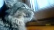 Funny Cats Compilation - Funny Cat Videos Ever- Funny Videos - Funny Animals - Funny Animal Videos 7 - Video Dailymotion