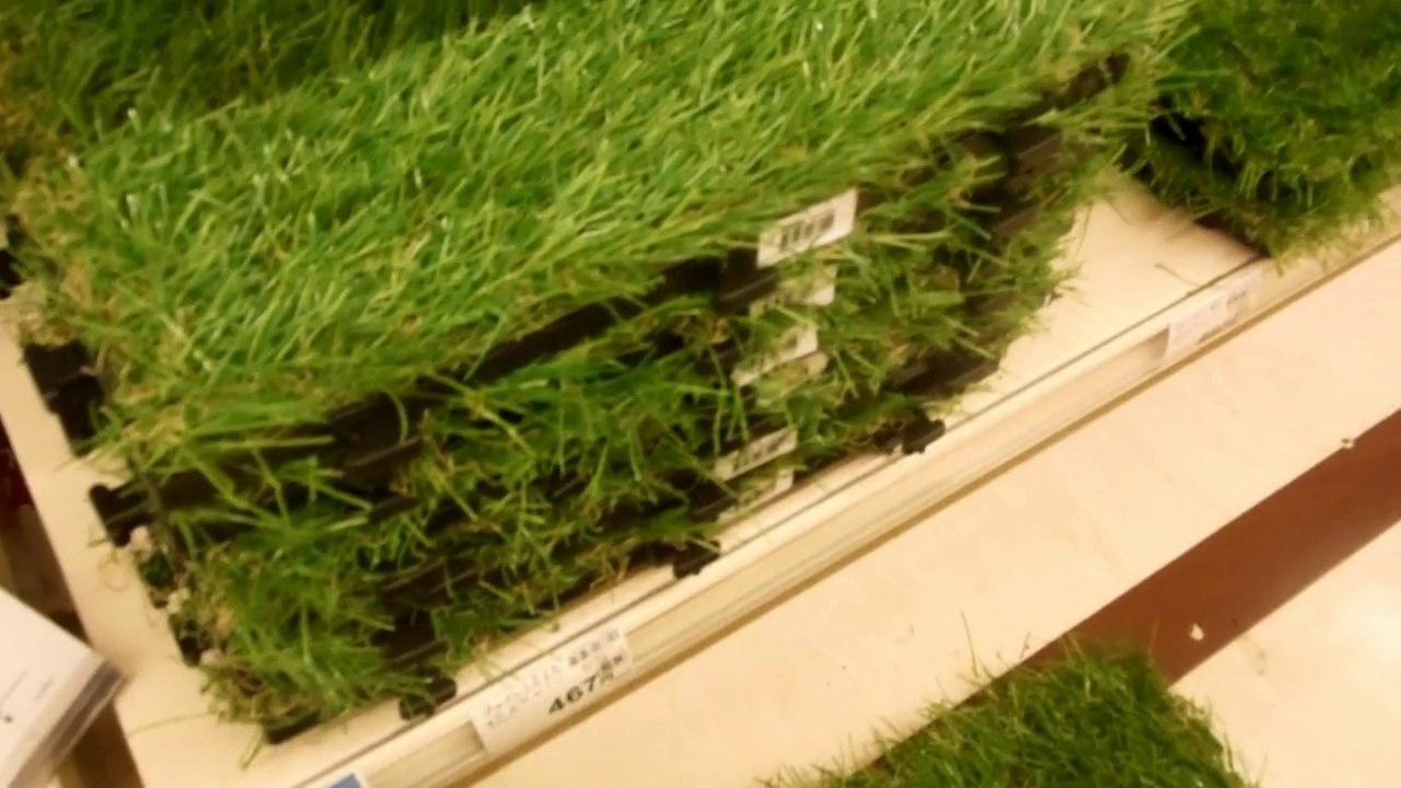 Grass