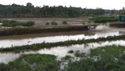 Barefoot Skiing with Bulls - WIN