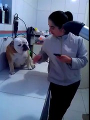 köpek sevilmek istiyor