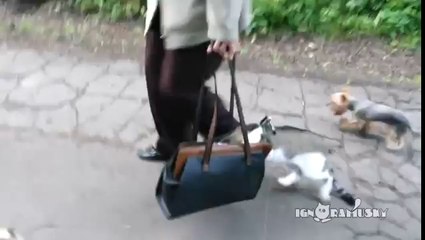 Cat Goes For A Walk For The First Time