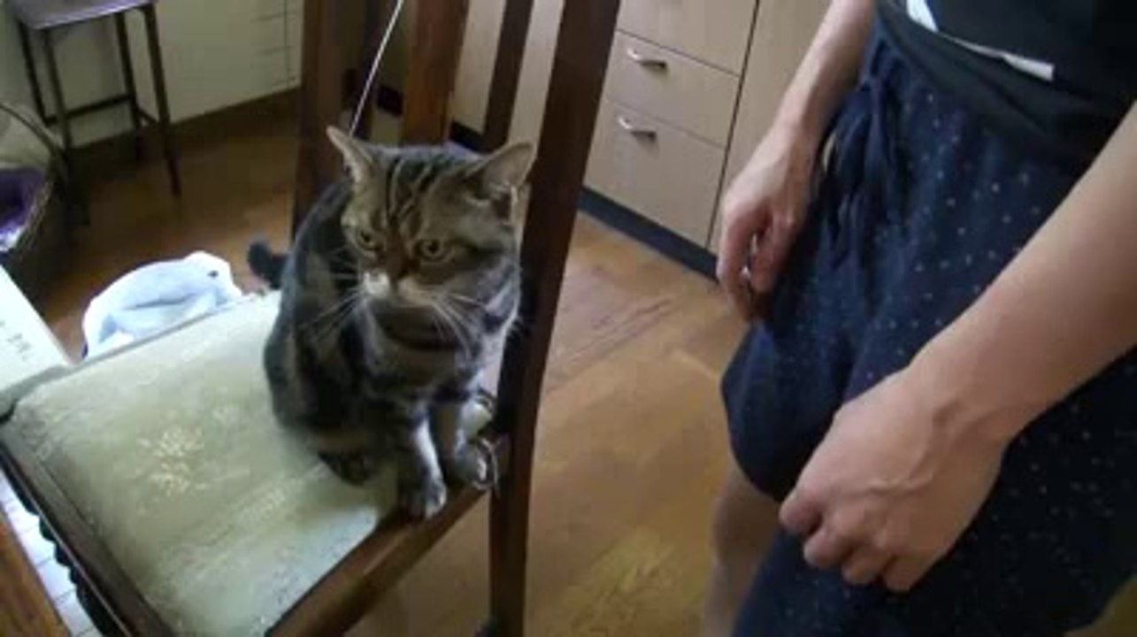 Don't Forget To Pat The Cat