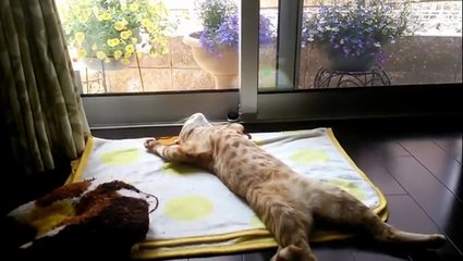 It's Time For Kitty To Relax