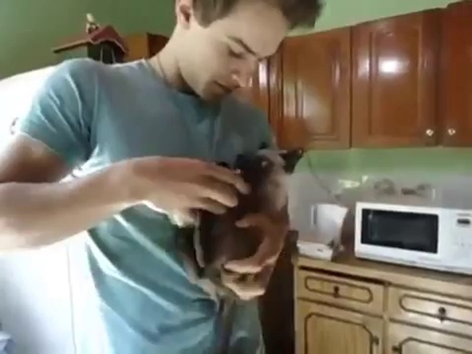 Kitten Drinks The Milk