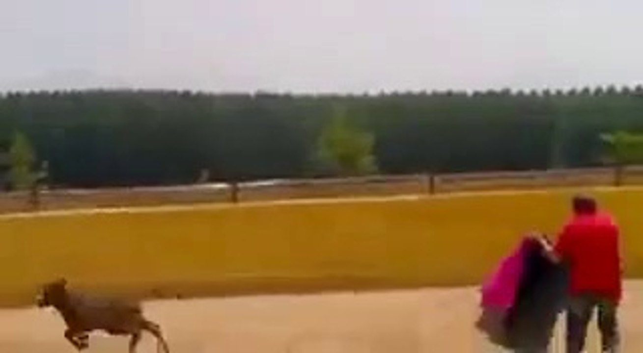 Teasing A Bull Gone Wrong