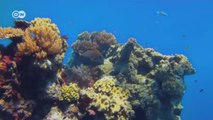 Great Barrier Reef Threatened by Coal Mining | Journal