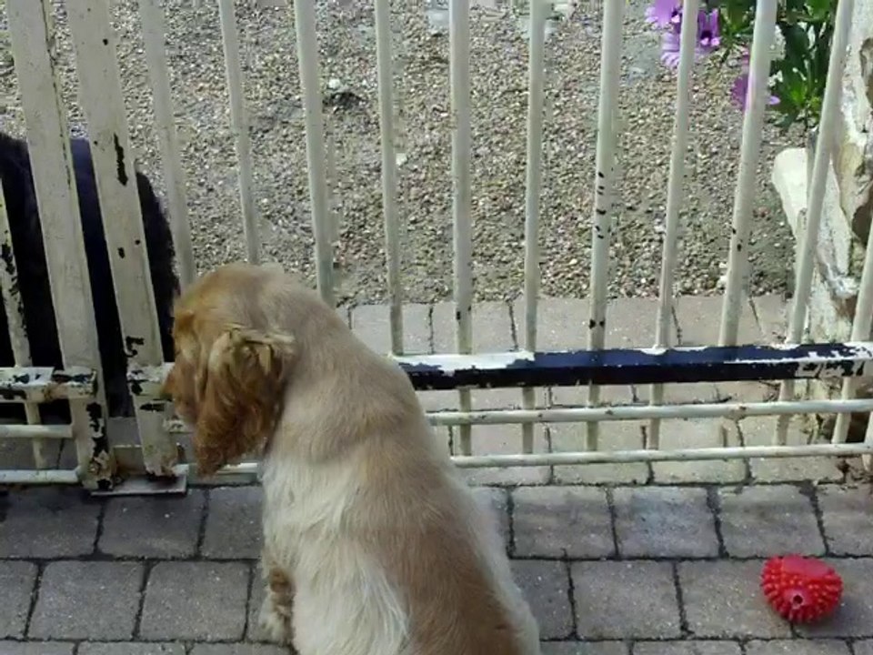 110_0196 Mâle cocker anglais