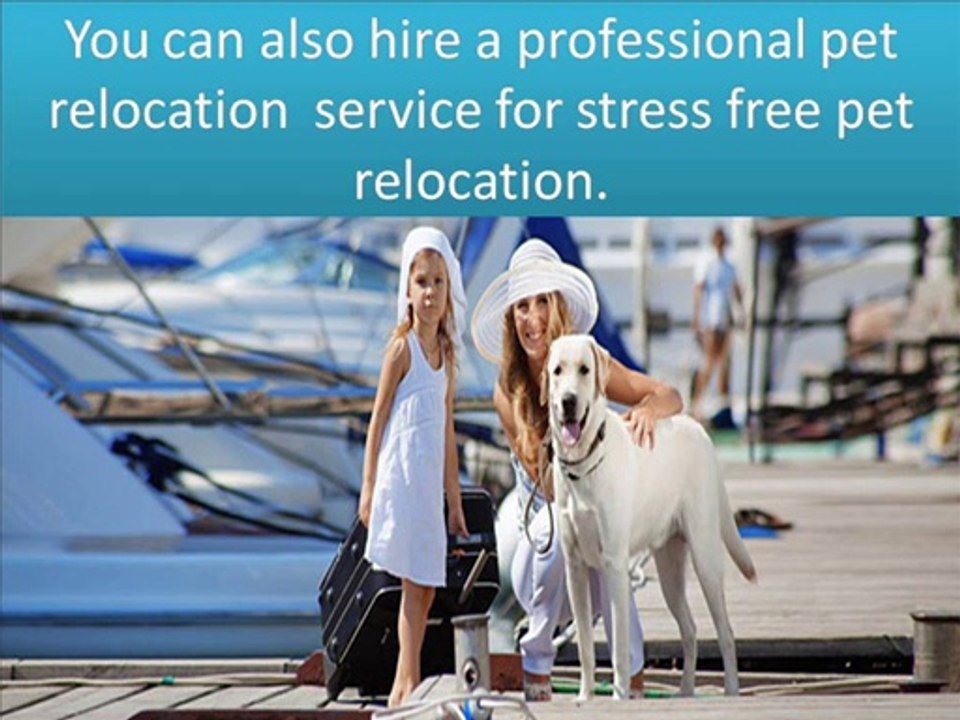 Tips for successful pet relocation