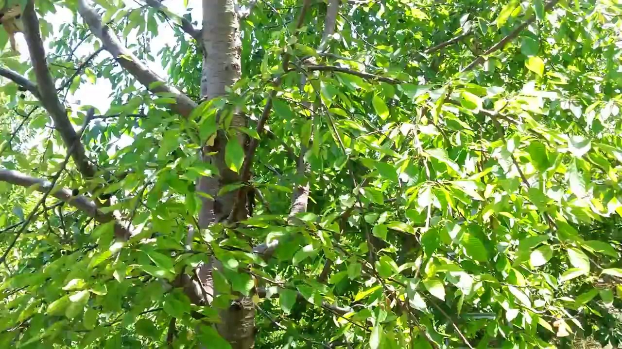 Kiraz Agaçlarında Yaprak dökümü Niğde Ulukışla Darboğaz Adnan Altunöz