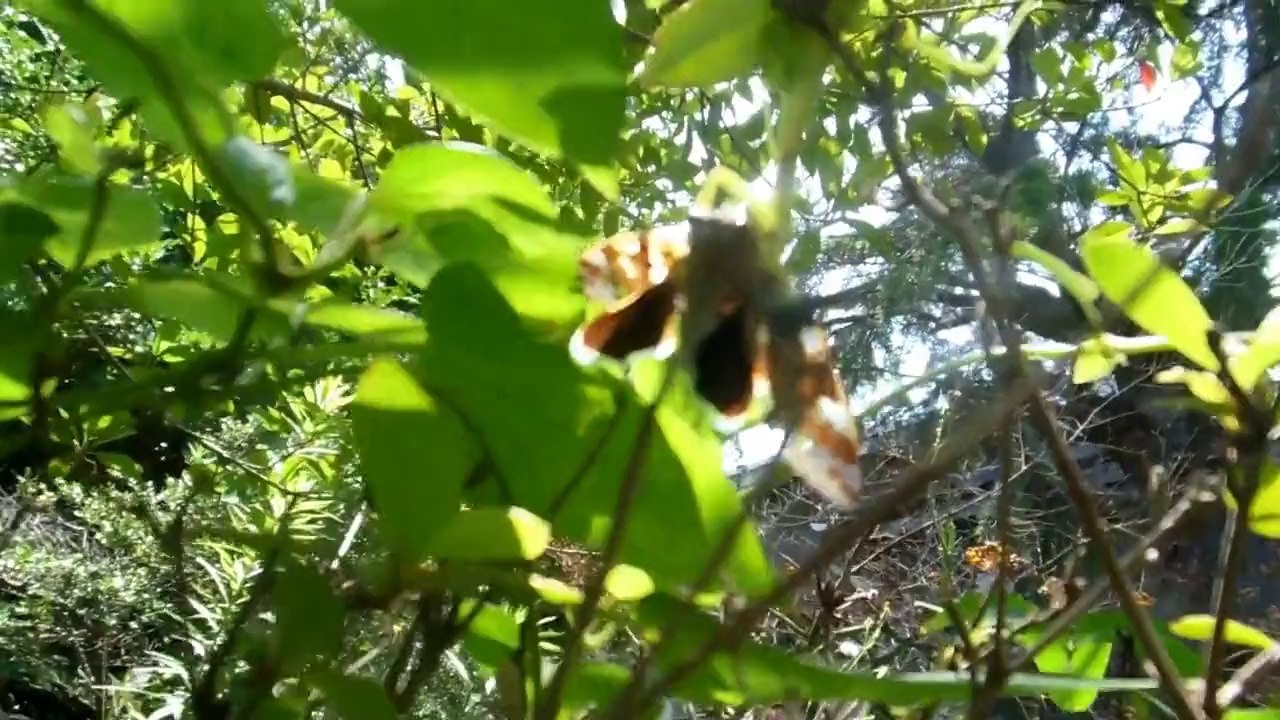 Mantis vs Semi in Japan!