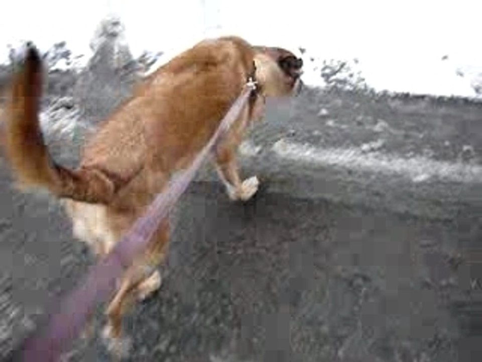 Noisette en promenade