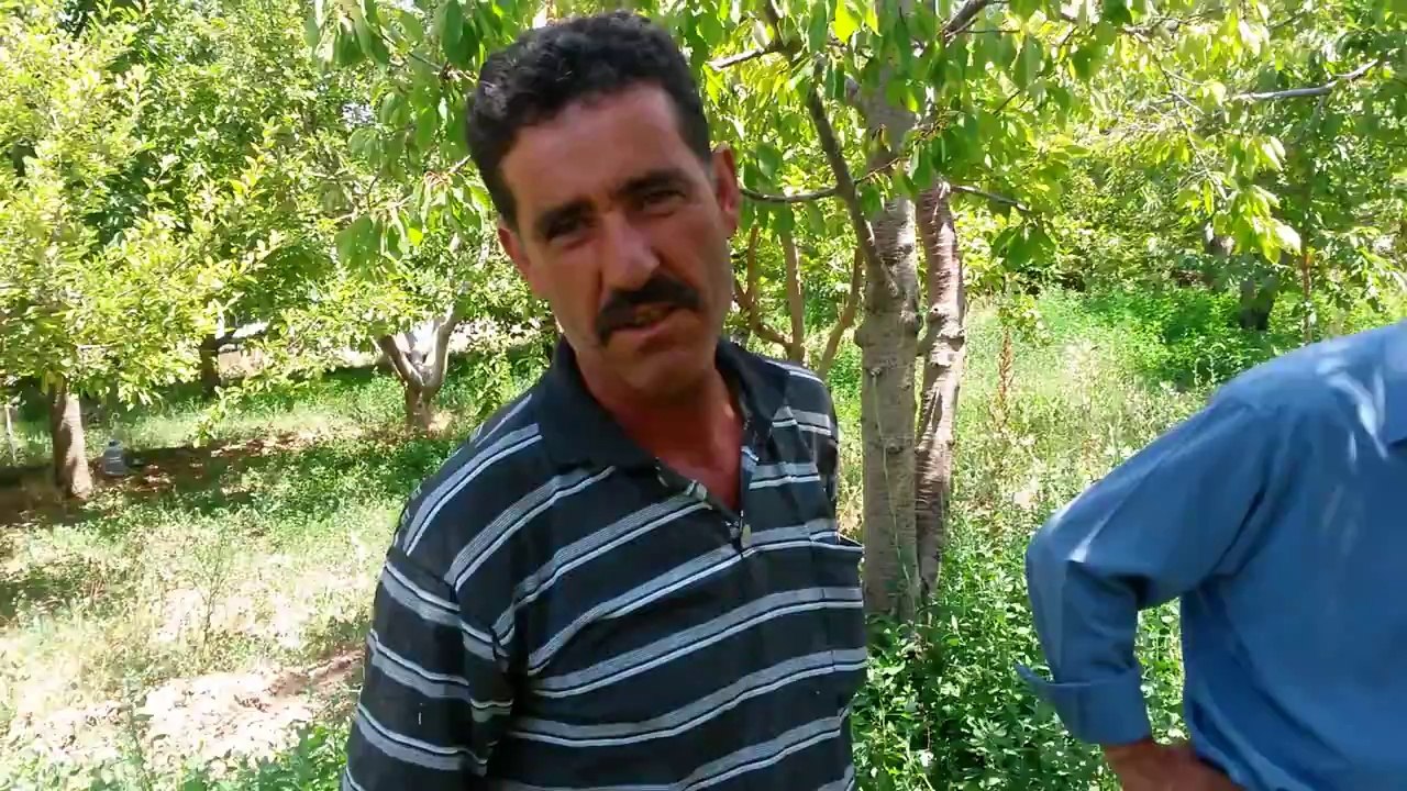 Sararan Kiraz Agaçları kurtuluyor -  Niğde ulukışla Darboğaz - Adnan Altunöz