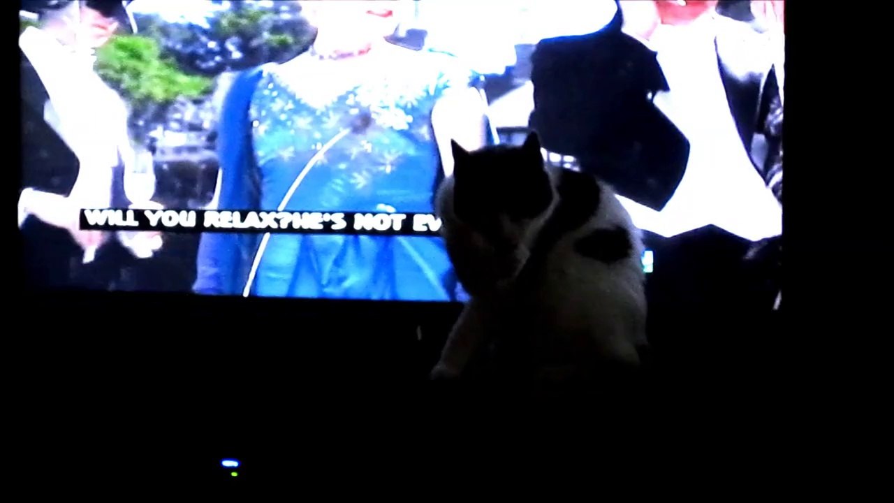 Paws Hogs the TV