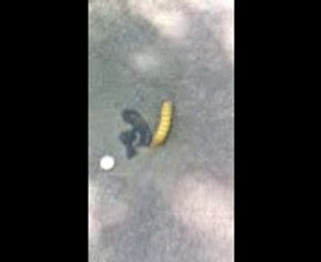 ПИК ТВ! Гъсеница гигант - видео 1