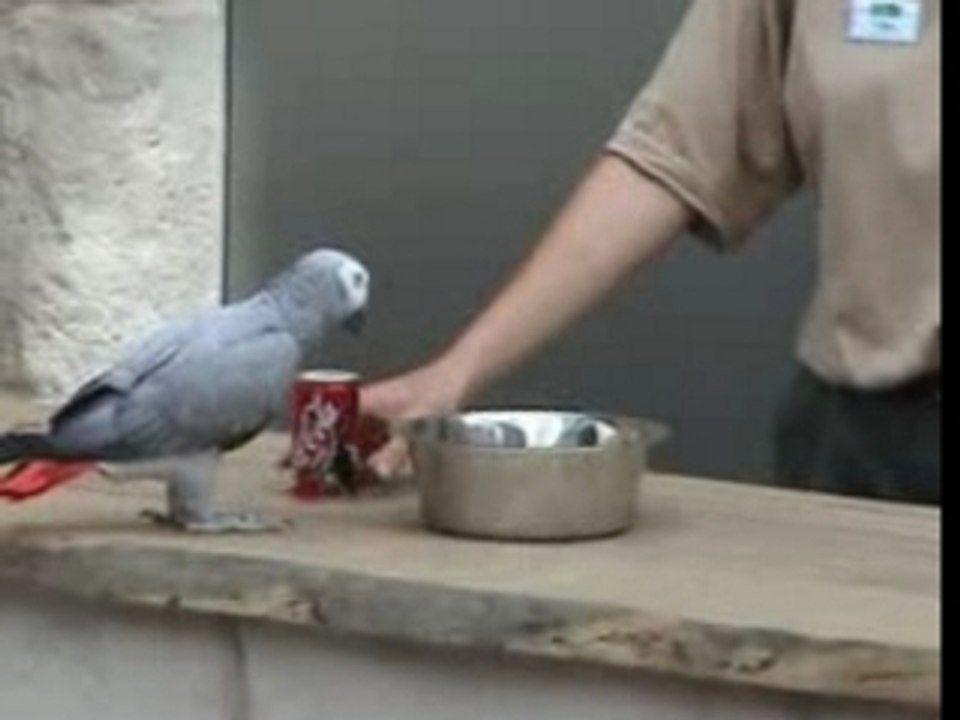 Reflexes de Pavlov ou intelligence