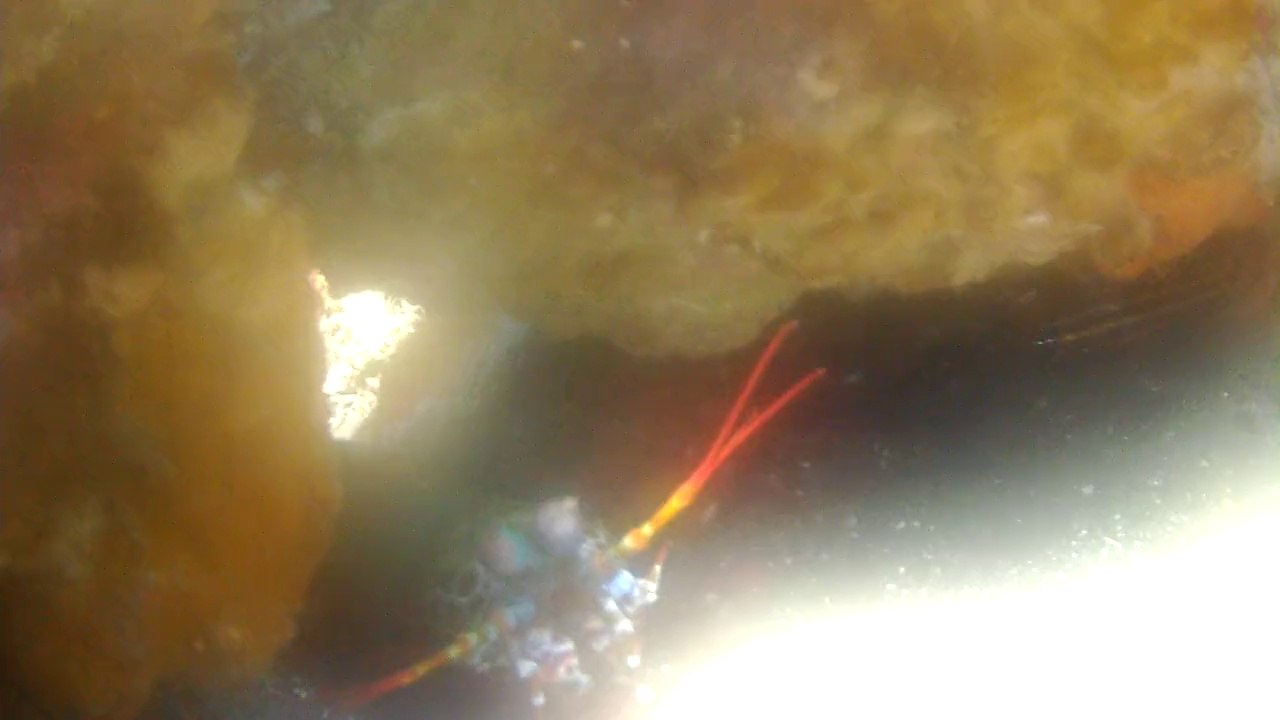 ISAWV_120403_mantis shrimp