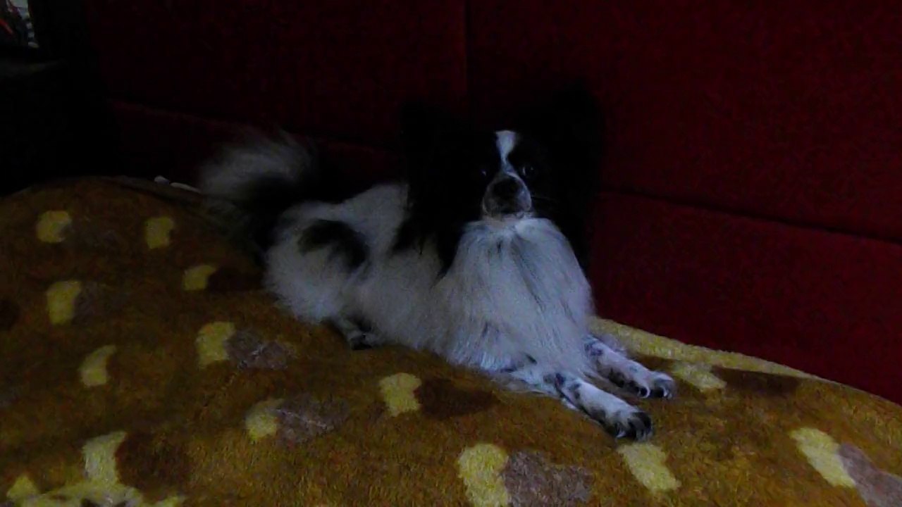 OĞLUM MAX