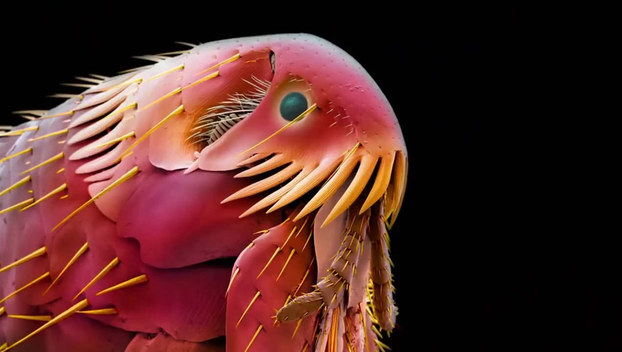 Mysteries of the Unseen World Official Theatrical Trailer #1 (2013) - National Geographic