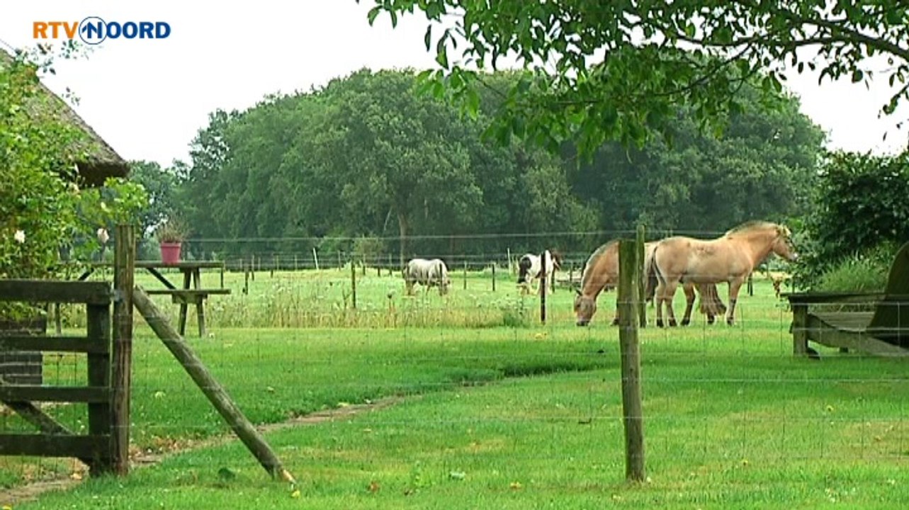 Politie zoekt tips en getuigen paardenmishandeling - RTV Noord