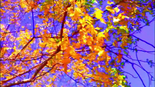 Teresa Marchesi del TG3 su 'Adieu au Langage' di Jean-Luc Godard a Cannes 67