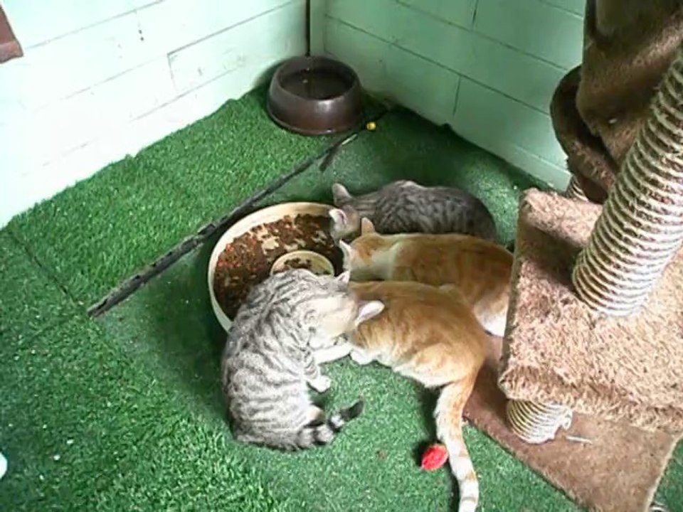 chatons - 3 mois et demi - numéro 1