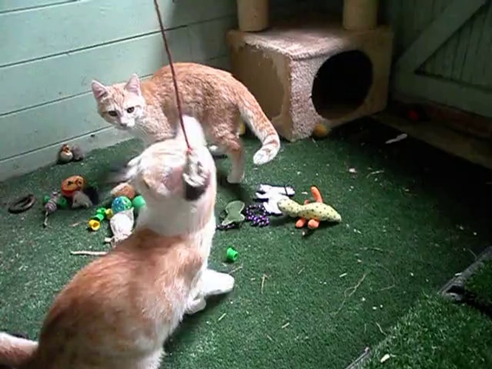 chatons - 3 mois et demi - numéro 2