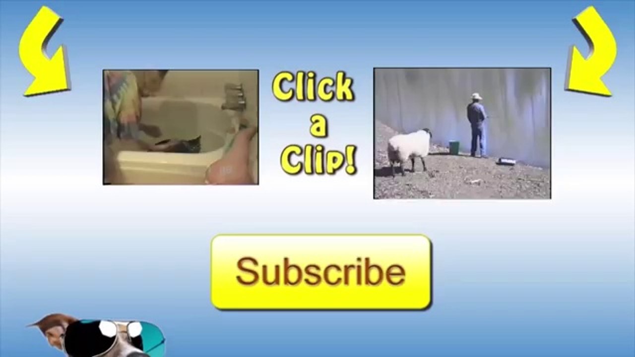 Funny Sound Dog