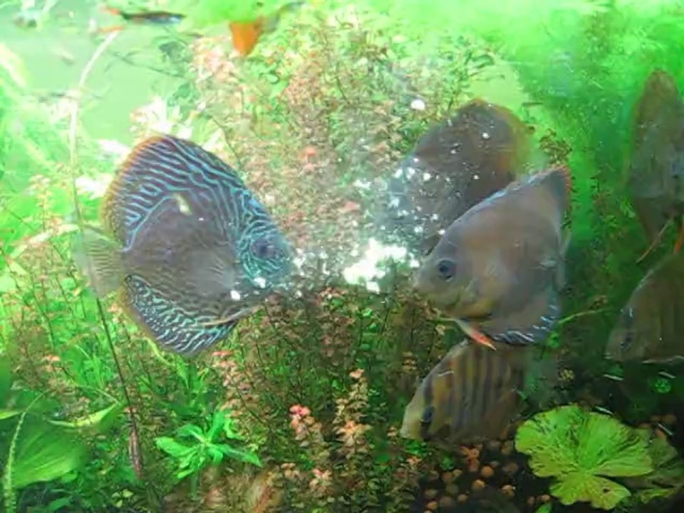 test nourriture discus