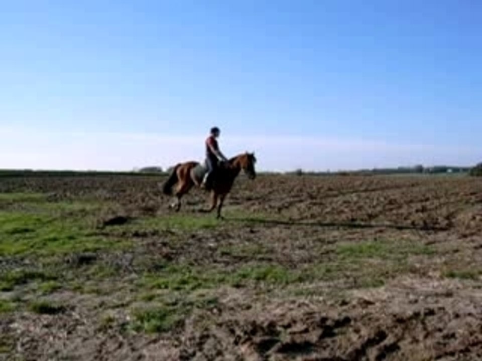 Laura dawson au champ