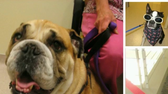 North Houston Veterinary Ophthalmology - Best Pet Eye Care in Houston - North Houston Pet Eye Doctor