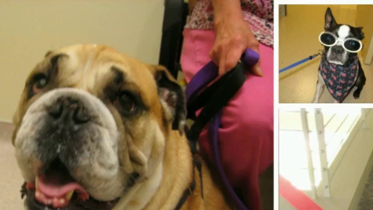 North Houston Veterinary Ophthalmology - Best Pet Eye Care in Houston - North Houston Pet Eye Doctor