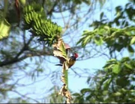 NFL+TV=> Pittsburgh Steelers vs New York Giants Live Streaming NFL Online