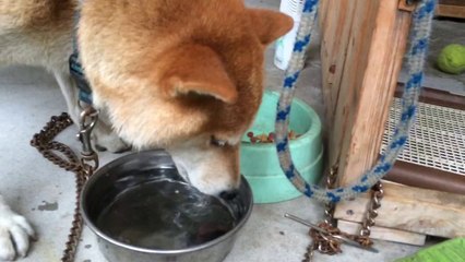 shiba inu 柴犬スペック 20140810