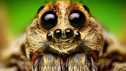 Learn And Master Digital Wildlife Photography