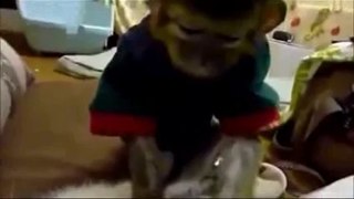 FUNNY VIDEOS Funny Animals Compilation - Funny Animal Videos [2014] NEW