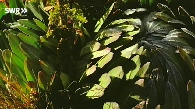 Schaetze der Welt E073 - Der Kilimandjaro, Afrika