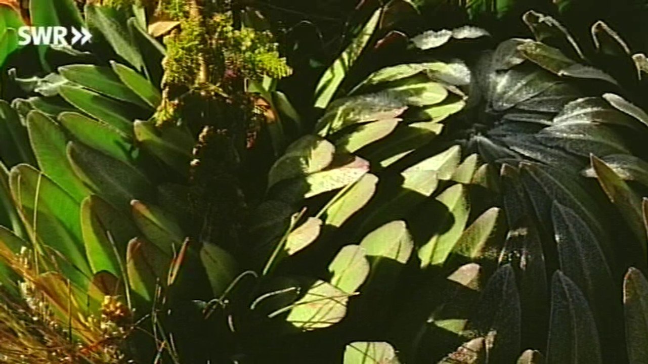 Schaetze der Welt E073 - Der Kilimandjaro, Afrika