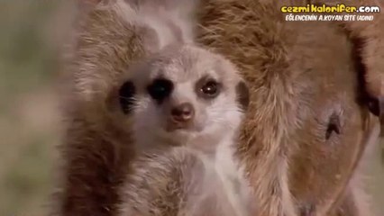 Ayakta Uyuyan Mirket