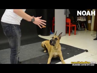 Köpeklerin Ufak İlizyon Gösterisine Tepkisi