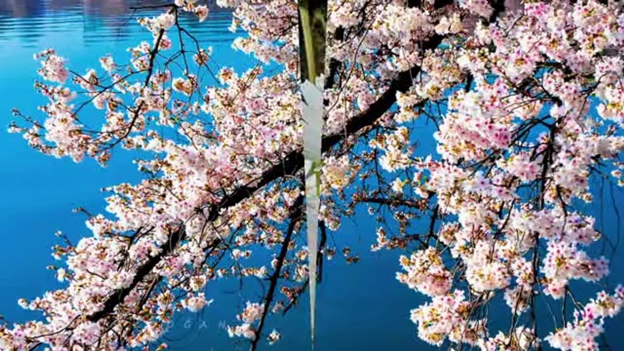 Richard Clayderman-Unchained melody