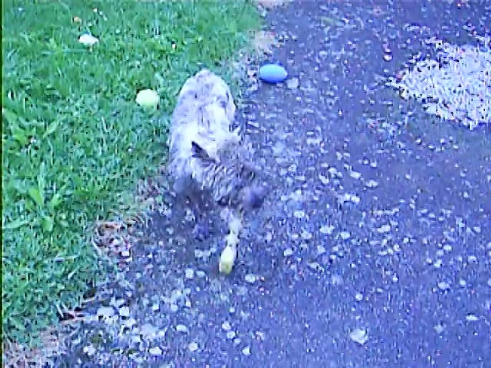 ce matin au jardin