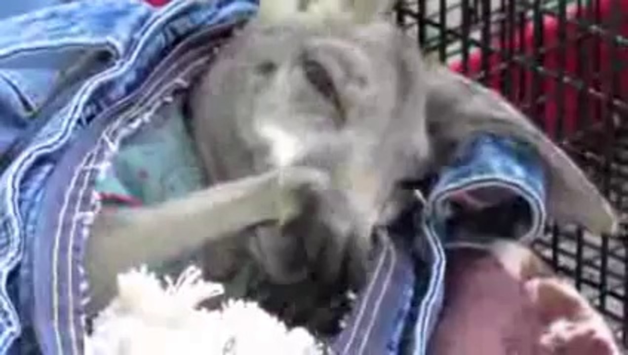 Cutest Baby Kangaroo