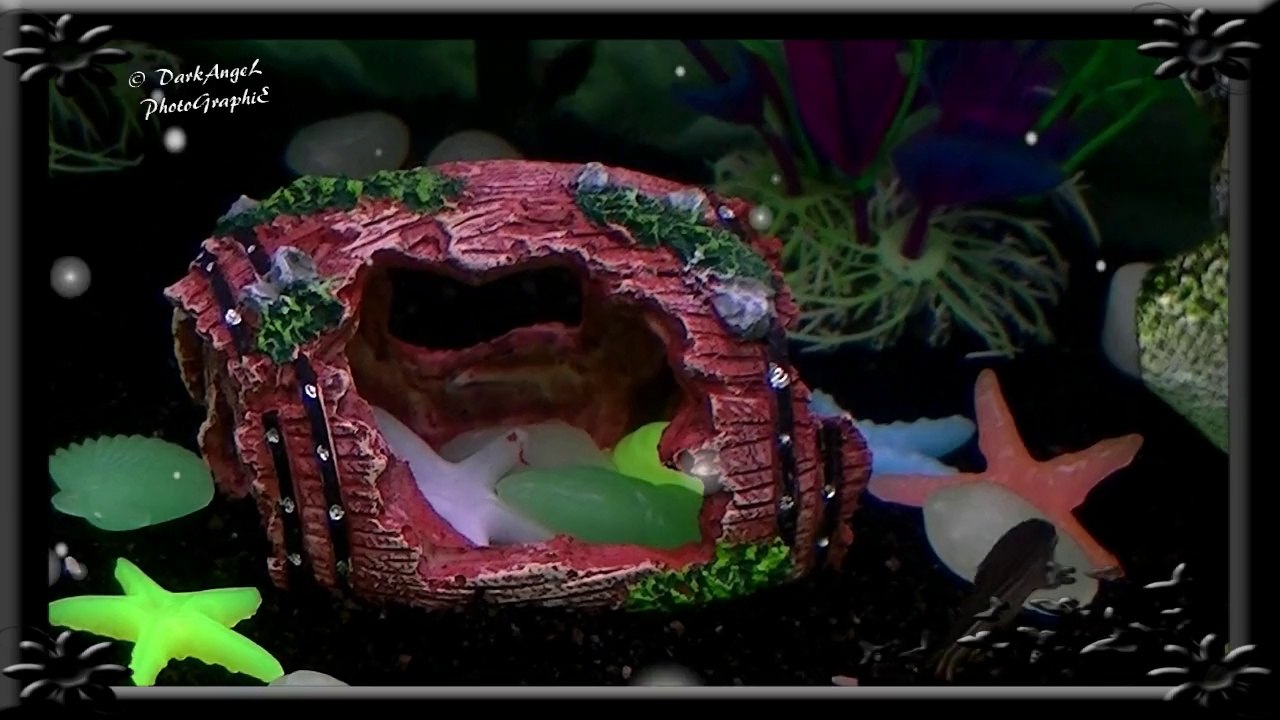 Mon Aquarium_HD 720p
