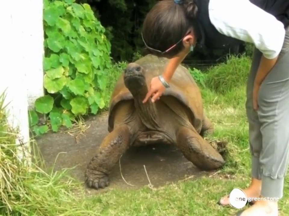 Jonathan la tortue de 182 ans!
